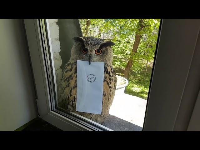 Harry Potter - Owl delivers Hogwarts acceptance letter with music