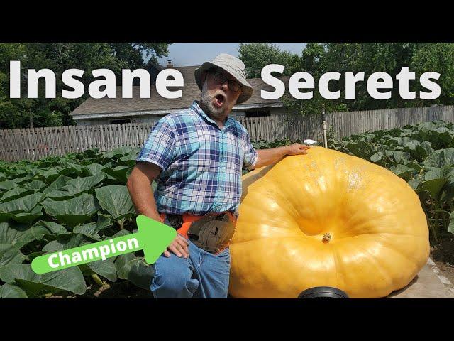 Championship Giant Pumpkin Grower Reveals All!