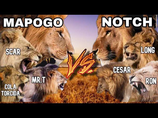 Mapogo vs Notch ¿Quién ganaría en una Batalla? Reyes de África