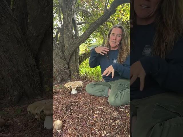 Outdoor Mushroom Gardens | Pip Magazine