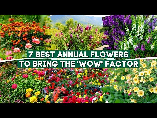 7 Best Annual Flowers and Plants to Bring the 'Wow' Factor 