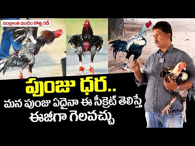 Sankranthi Pandem Kollu Is All Set For Competition And Top Secrets For Cock Winning | NewsQube