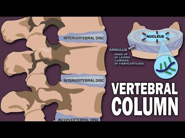 VERTEBRAL COLUMN ANATOMY (1/2)