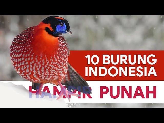 10 Jenis Burung Khas Indonesia yang Hampir Punah