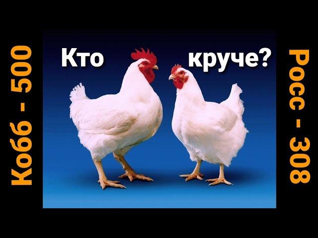 ВЫХОД МЯСА. КОГО ВЫГОДНО ВЫРАЩИВАТЬ. РОСС или КОББ