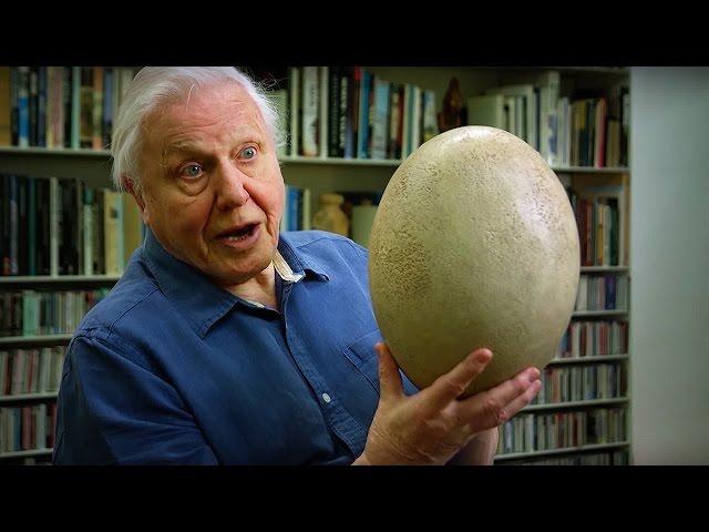 Giant Elephant Bird Egg | #Attenborough90 | BBC Earth