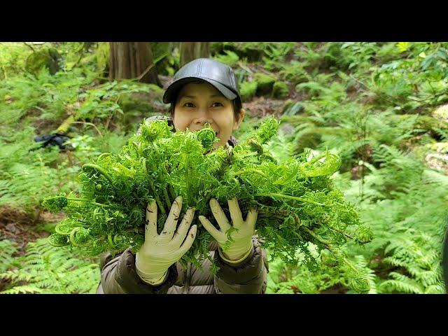 Vào Rùng Tìm Nấm Bao Tử Dê - Hái Rau Rừng Ngon Quá Chời Ngon - FiddleHead Wild Picking