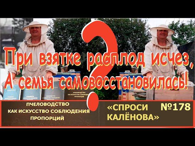 При взятках матка бросает сеять, а семья потом САМА ВОССТАНАВЛИВАЕТСЯ! Почему?