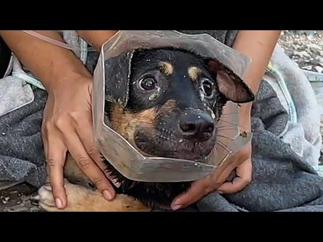 Dog goes for cookie jar and then this happened