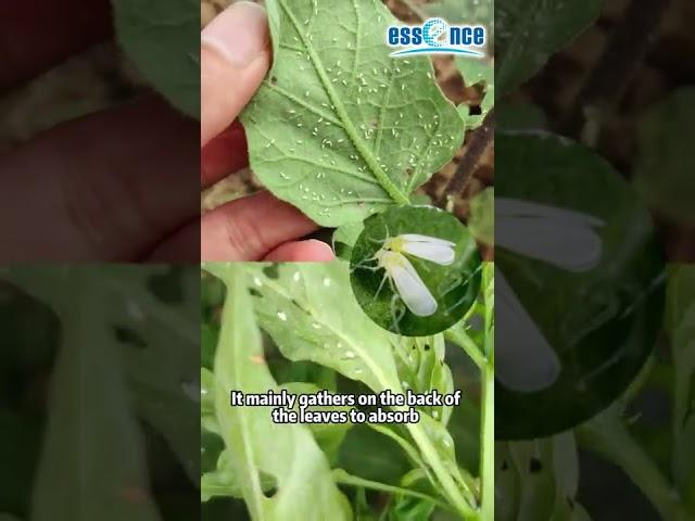 Bemisia tabaci on peppers