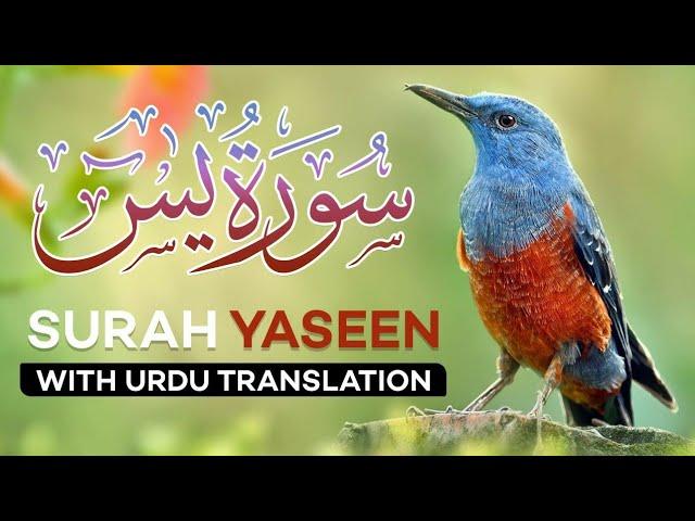 Surah Yasin( Yaseen) withUrduTranslation | Quran Tilawat Beautiful Voice | urduTarjuma#surahyasin