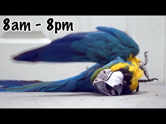 Mikey & Mia’s Daily Routine || Lockdown 2021 with 2 Macaws