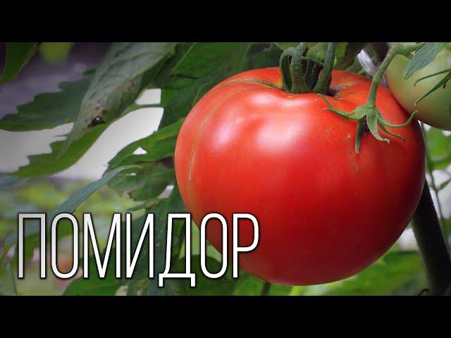 Tomato: Senior from South America | Interesting facts about tomatoes