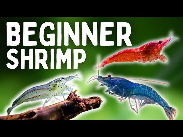 My Top 7 Aquarium Shrimp For BEGINNERS! Best Beginner Shrimp