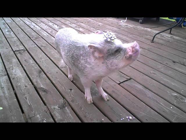 Hamlet the Mini Pig: 4th Birthday!!! 05-30-14
