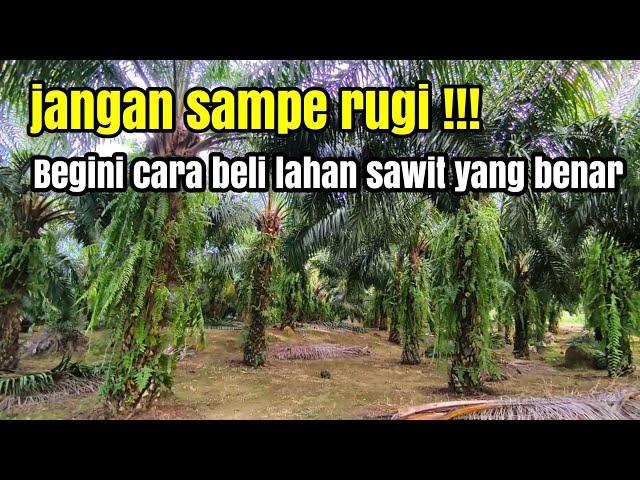 4 Tips sebelum membeli kebun sawit milik orang lain