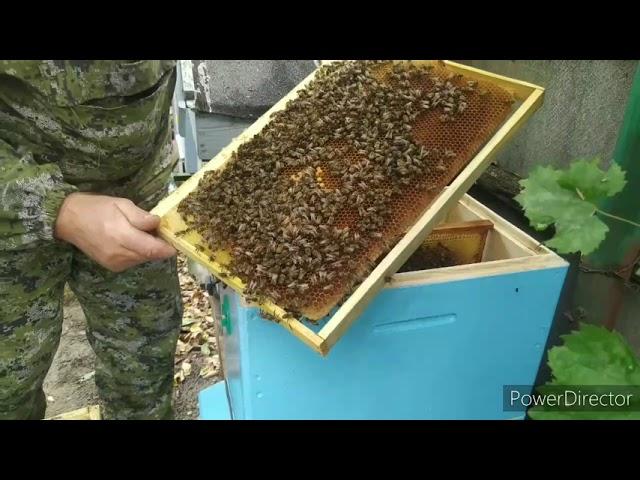 Пересадка пчел в новый улей, профилактика Varroa