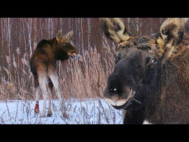 Wounded moose in the Chernobyl zone | Film Studio Aves