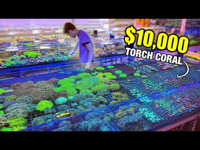 The Most EXPENSIVE and RAREST Corals I’ve Seen