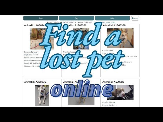 Find a lost pet online