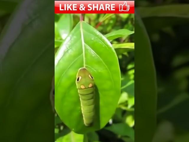 || Is This a Caterpillar or Snake ? PlZ Coment || JippyWaris Offical || #new #viral #short #animals