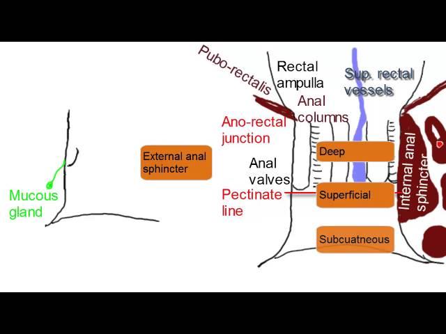 Anal Canal - Simplified Anatomy