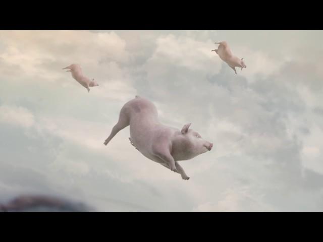 When Pigs Fly