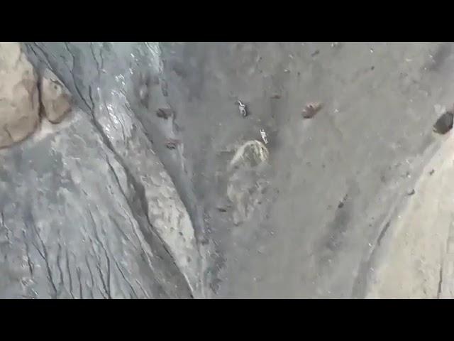 The Predator and the Prey: Snow Leopard vs  Mountain Goat mp4