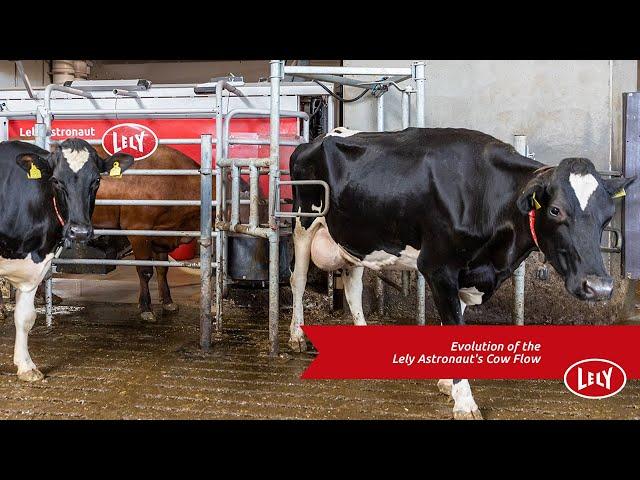 Evolution of the Lely Astronaut's Cow Flow