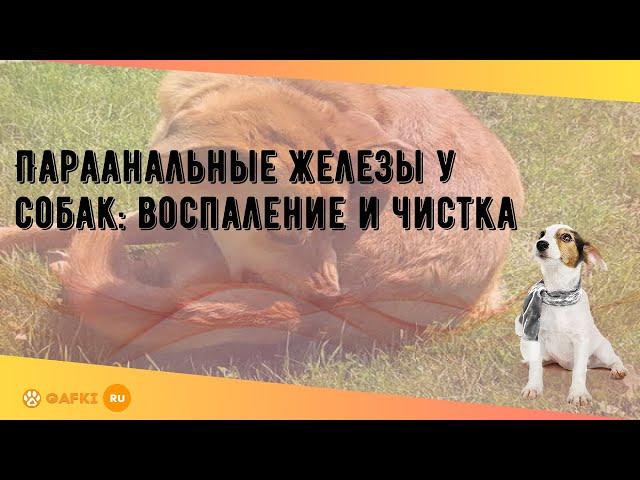 Параанальные железы у собак: воспаление и чистка