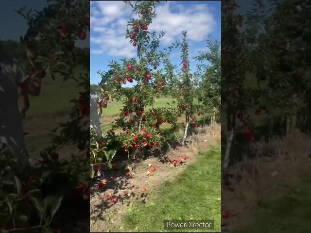 #apple#harvesting#canada#yt#ytshorts#yttrendingvideos