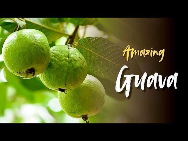 Amazing Guava Recipe Ideas | Top 5 Guava Recipes You Must Try