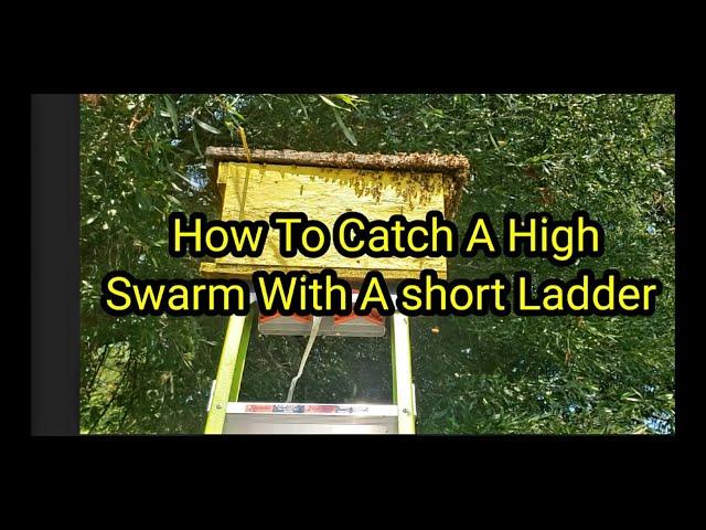 How To Catch A High Swarm With A short Ladder