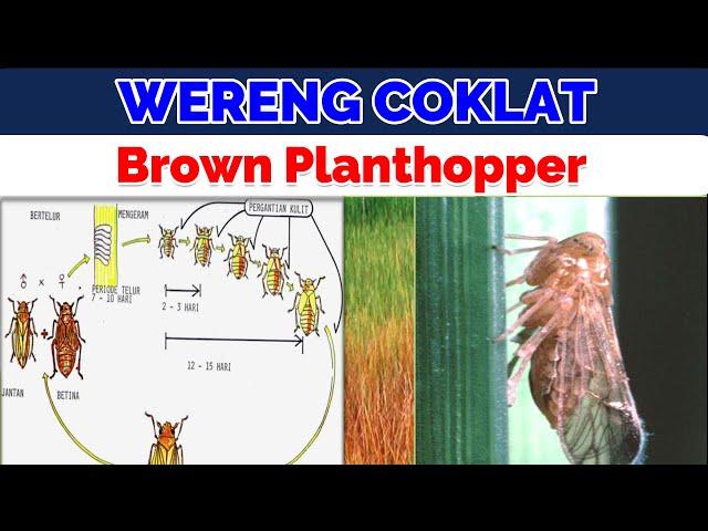 Hama WERENG COKLAT dan Brown Planthopper