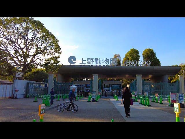 Ueno Park & Ueno Zoo Walkthrough -  Nov 2023