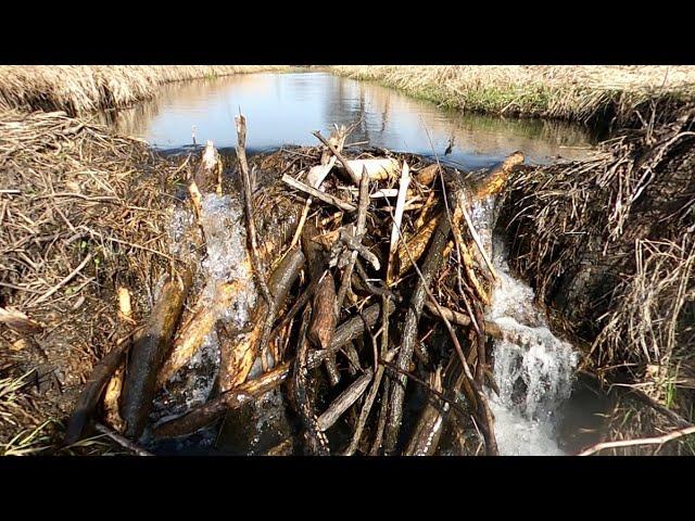 “DRAINING THE BEAST” The Epic Removal Of A Gigantic Beaver Dam