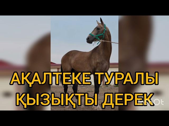 Ақалтеке туралы қызықты дерек