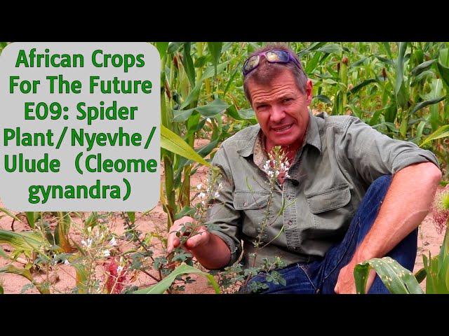 African Crops For The Future E09: Spider Plant/Nyevhe/Ulude (Cleome gynandra)