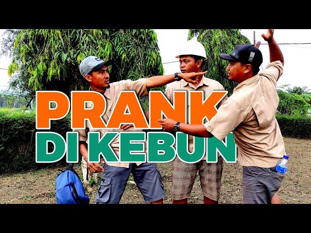 Prank Versi Kebun Kelapa Sawit