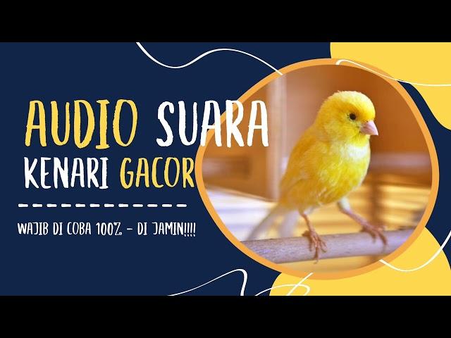 Suara audio kenari gacor cocok buat pancingan kenari paud - tangkarkan burung kicau