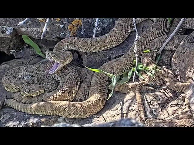 Webcam monitors hundreds of rattlesnakes at a Colorado 'mega den' for citizen science