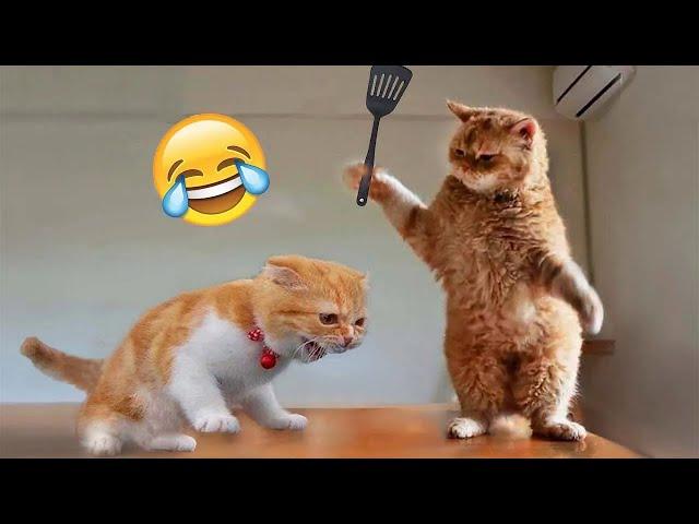 Funniest Animals 2024  New Funny Cats and Dogs Videos  Part