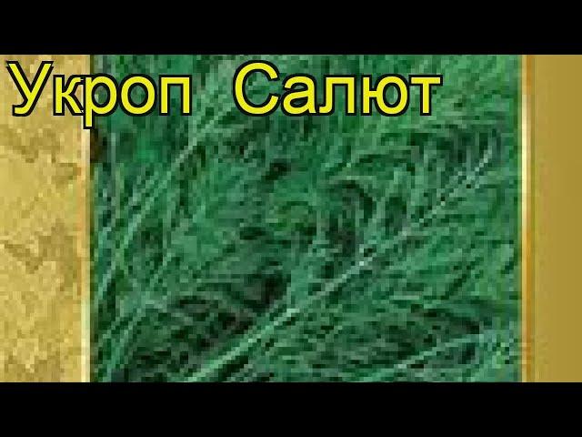 Укроп Салют (Укроп Salyut). Краткий обзор, описание характеристик, где купить семена Salyut