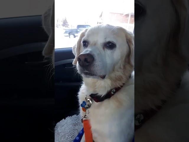 Funny Dog on meds after the vet