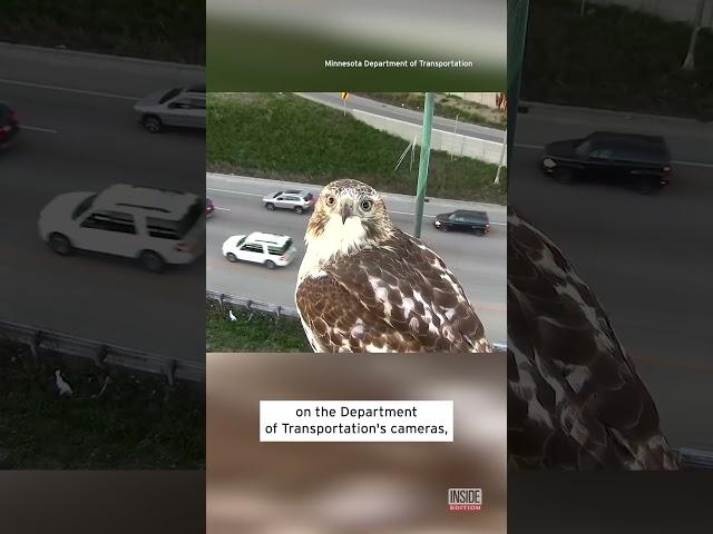 Red-Tailed Hawk Has a Bird's Eye View of Minneapolis Traffic #shorts