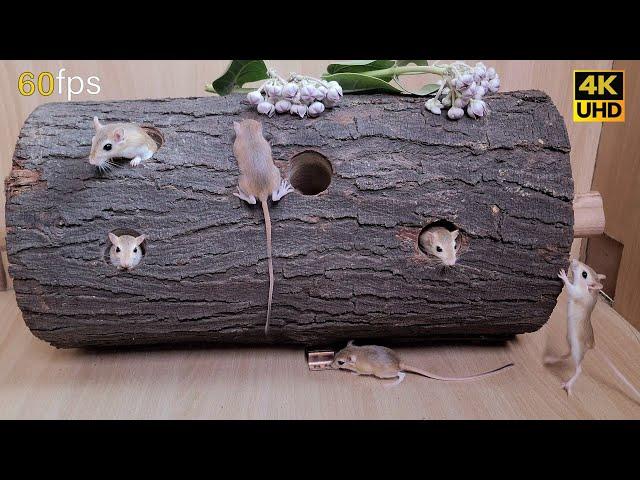 Cat games mouse hide & seek, squeaking and playing for cats to watch | 8 hour cat tv 4k 60fps