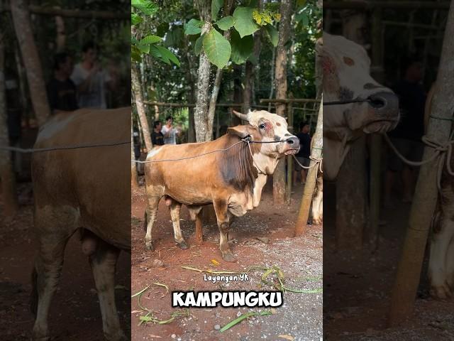 Sapi Kambing Hewan Qurban Idul Adha #iduladha #sapi