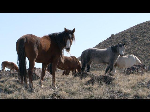 The Story of America's Wild Horses and Burros