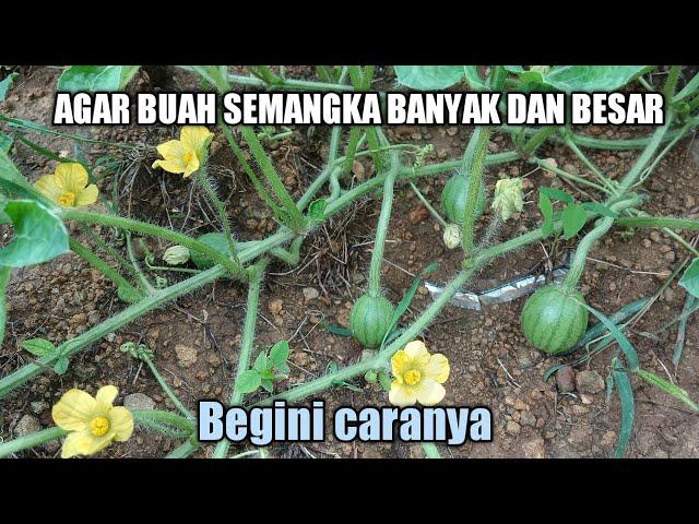 Cara membuahkan semangka agar berbuah banyak dan besar