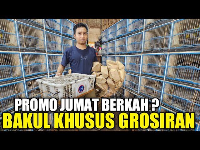 DISINI TEMPATNYA !!! KIOS GROSIRAN BURUNG OMBYOKAN TERMURAH AKHIR TAHUN DIKIOS PASAR BURUNG PRAMUKA